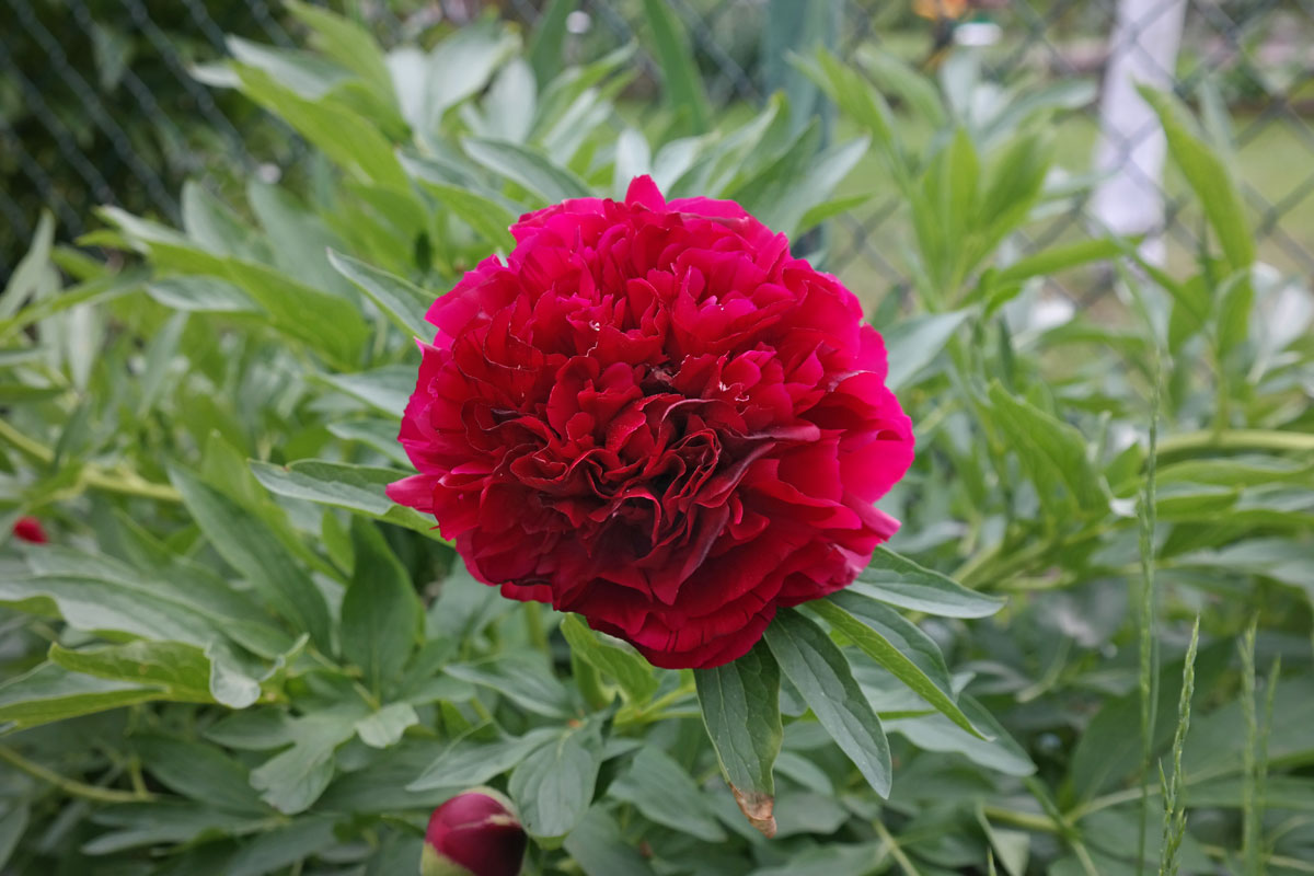 Paeonia officinalis 'Rubra Plena'